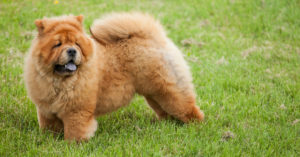 Chow chow (Istock)