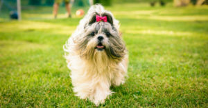Shih tzu (Istock)