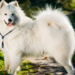 Samoyedo (Istock)
