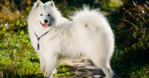 Samoyedo (Istock)
