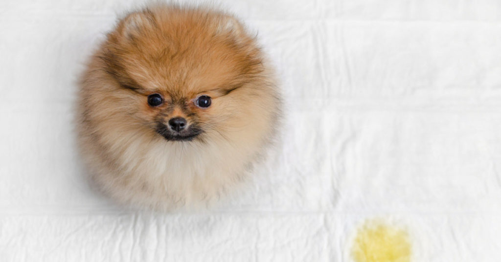 Ante cualquier duda, acude a tu veterinario (Istock)
