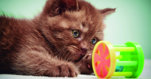 Hay muchos juguetes que los estimularán psicológicamente (iStock)