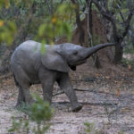 La duración del embarazo de los elefantes tiene fama (Unsplash)