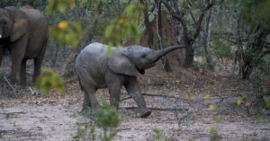 La duración del embarazo de los elefantes tiene fama (Unsplash)