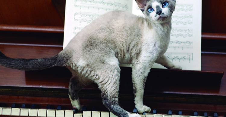 La música clásica es la más recomendada (iStock)