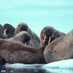 Las morsas también se toman su tiempo en la tripita (iStock)