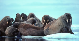 Las morsas también se toman su tiempo en la tripita (iStock)