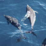 Los delfines son de los animales más inteligentes, quizá pasar tanto tiempo en la tripa tiene algo que ver (Unsplash)