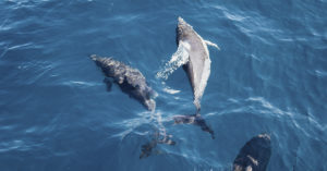 Los delfines son de los animales más inteligentes, quizá pasar tanto tiempo en la tripa tiene algo que ver (Unsplash)