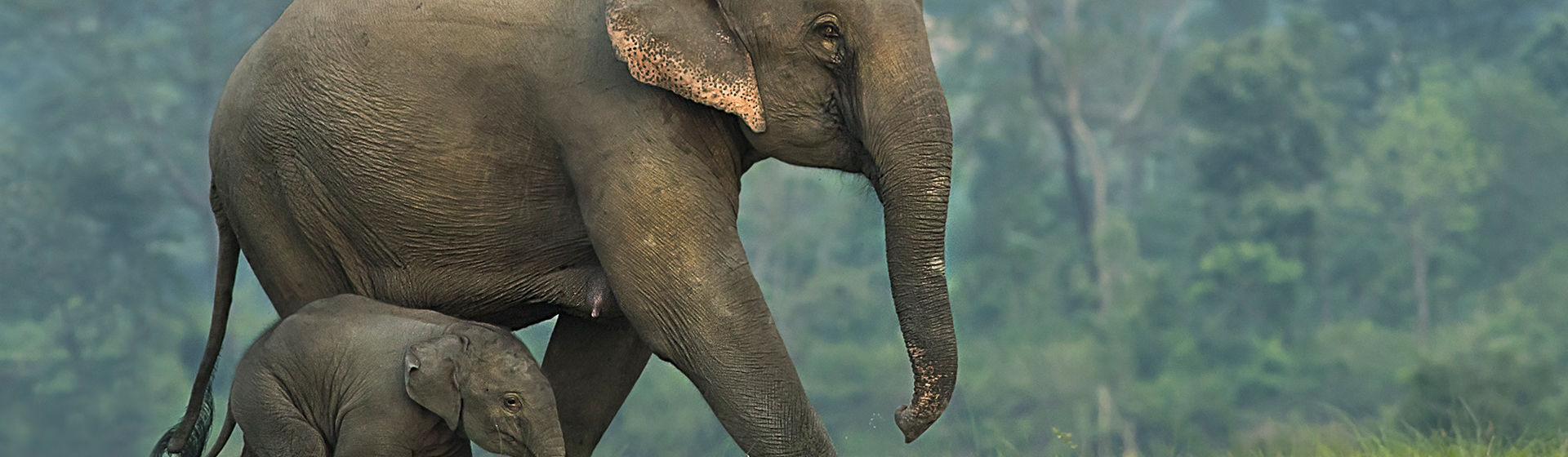 Los elefantes son los segundos animales con el embarazo más largo (iStock)