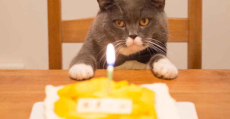 Los gatos adoran los sabores salados (iStock)