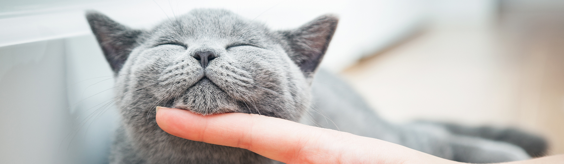 Los gatos se lo pasan muy bien siempre (iStock)