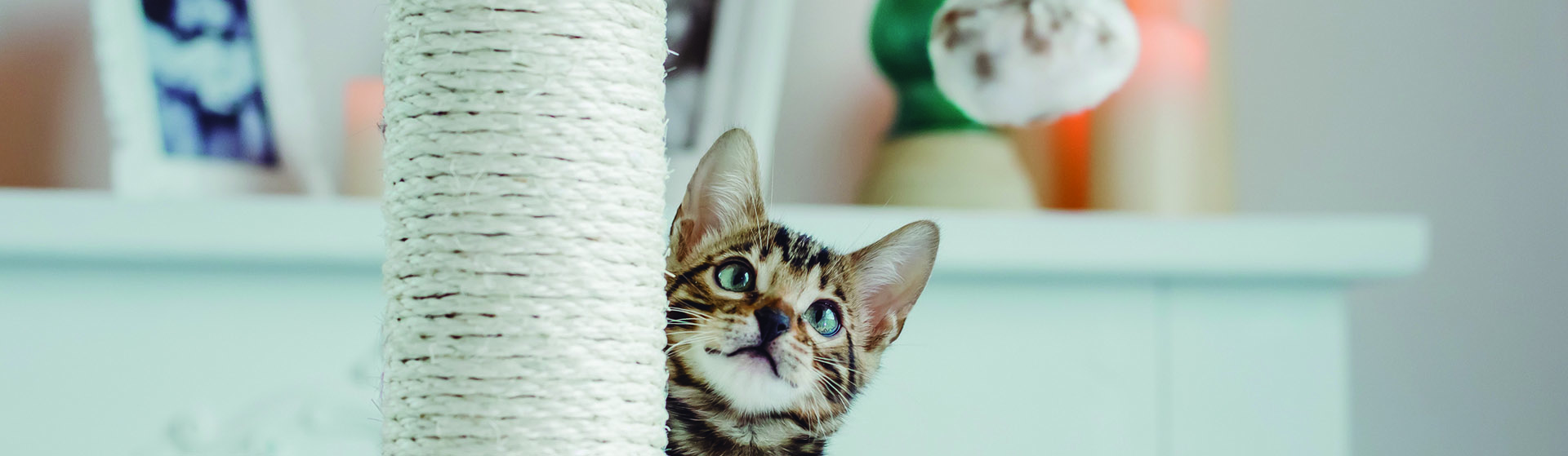 Los gatos son animales muy juguetones (iStock)