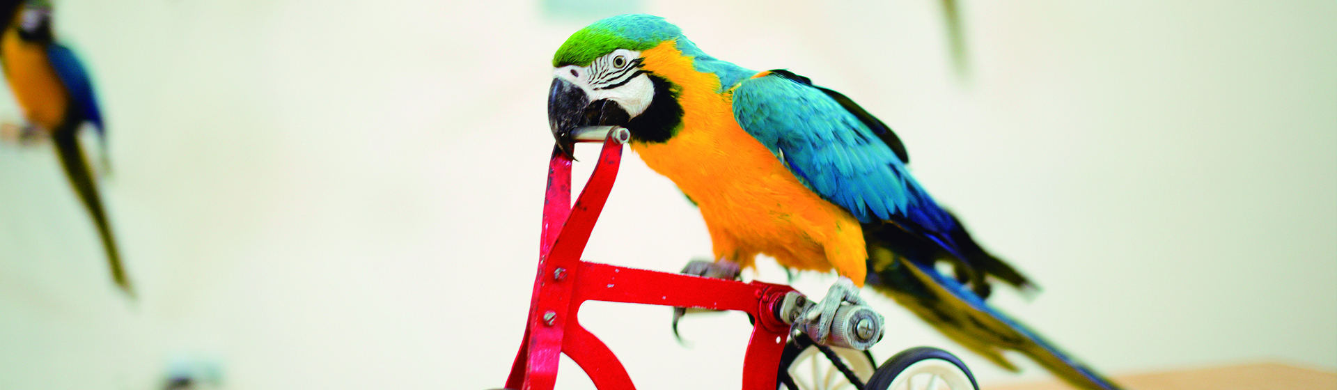 Los loros necesitan mantenerse entretenidos (iStock)