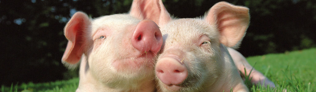 Los mini pigs son animales muy inteligentes (iStock)