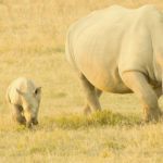 Los rinocerones se hacen de rogar (Unsplash)