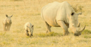Los rinocerones se hacen de rogar (Unsplash)