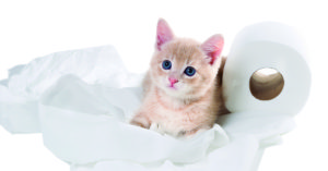 Los rollos de papel no son sólo para las travesuras (iStock)