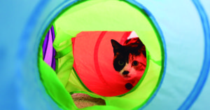 Los túneles les darán curiosidad (iStock)