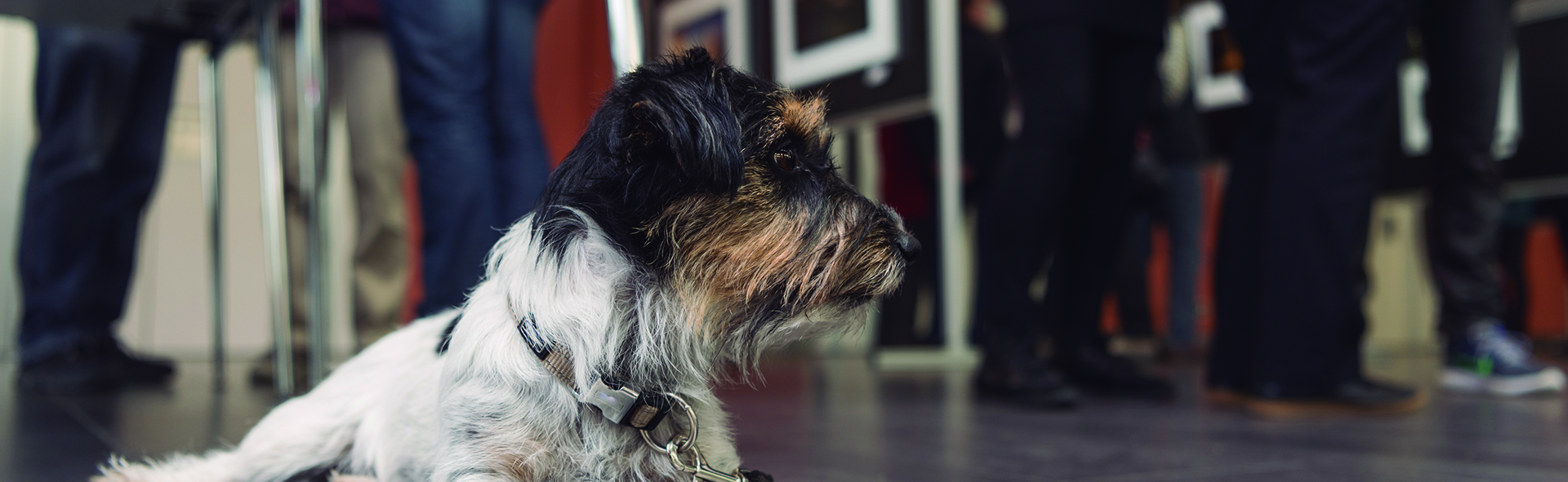 Si tu perro es tranquilo le encantarán los museos (iStock)