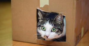 Todos sabemos que las cajas son adoradas por los gatos (iStock)