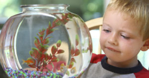 Un pez es una buena primera mascota (iStock)