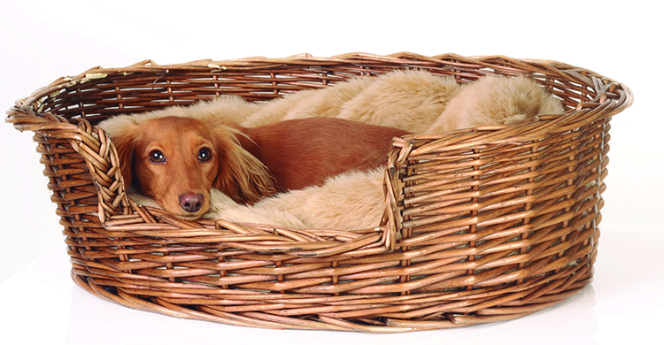 Una cesta reciclada es una camita perfecta (iStock)