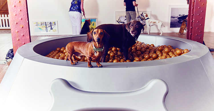 Una exposición perfecta para los peluditos (Dominic WIlcox Portfolio)