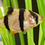 Pez barbo (Foto: iStock)