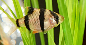 Pez barbo (Foto: iStock)