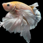 Pez Betta (Foto: iStock)