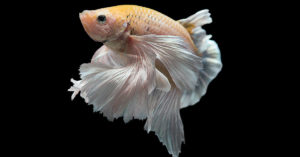 Pez Betta (Foto: iStock)