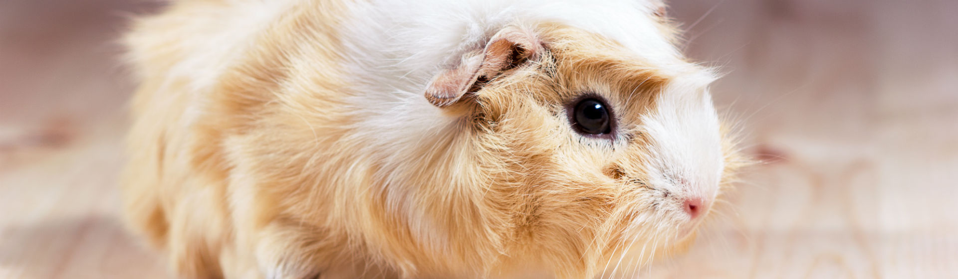 Hay muchos tipos de cobayas diferentes (Foto: iStock)