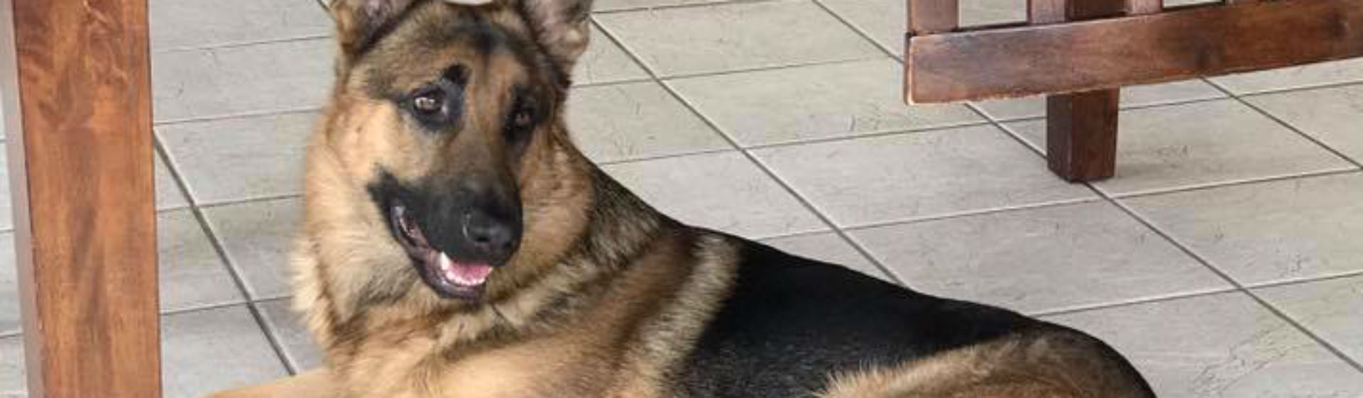 Rex, el perro que se convirtió en héroe (Foto: Facebook)