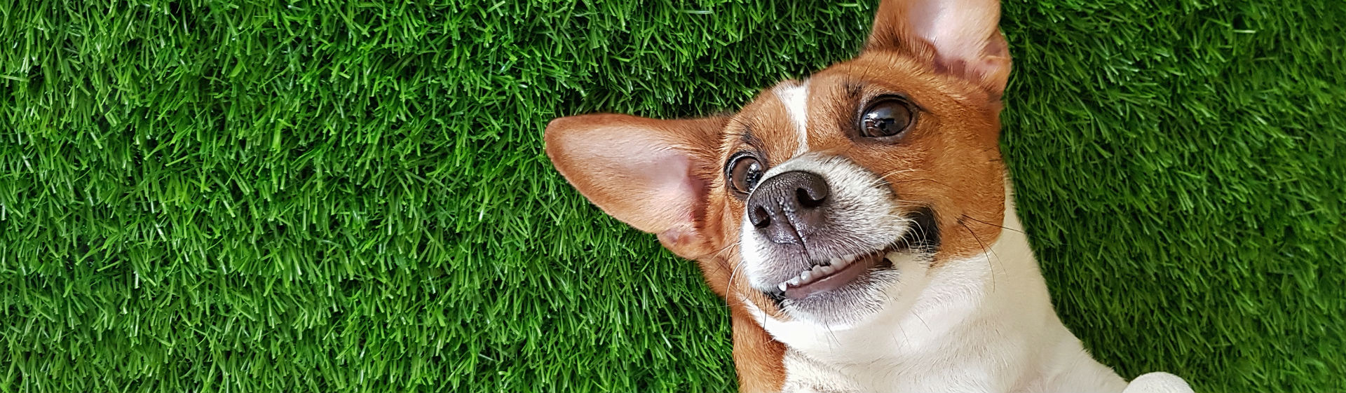 Las mascotas también pueden sufrir síndrome de down (Foto: iStock)