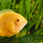 Pez Falso disco (Foto: iStock)