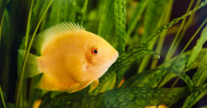 Pez Falso disco (Foto: iStock)