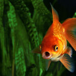 Pez goldfish (Foto: iStock)