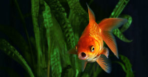 Pez goldfish (Foto: iStock)