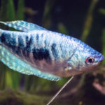 Pez Gourami (Foto: iStock)