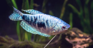 Pez Gourami (Foto: iStock)