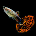 Pez guppy (Foto: iStock)