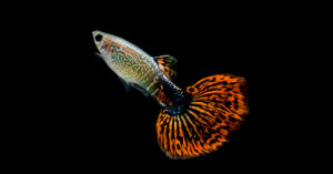 Pez guppy (Foto: iStock)