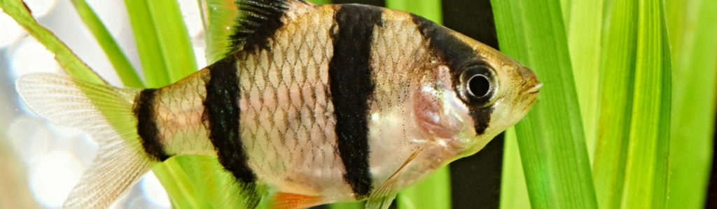Hay peces que son incompatibles para convivir en un mismo acuario (Foto: iStock)