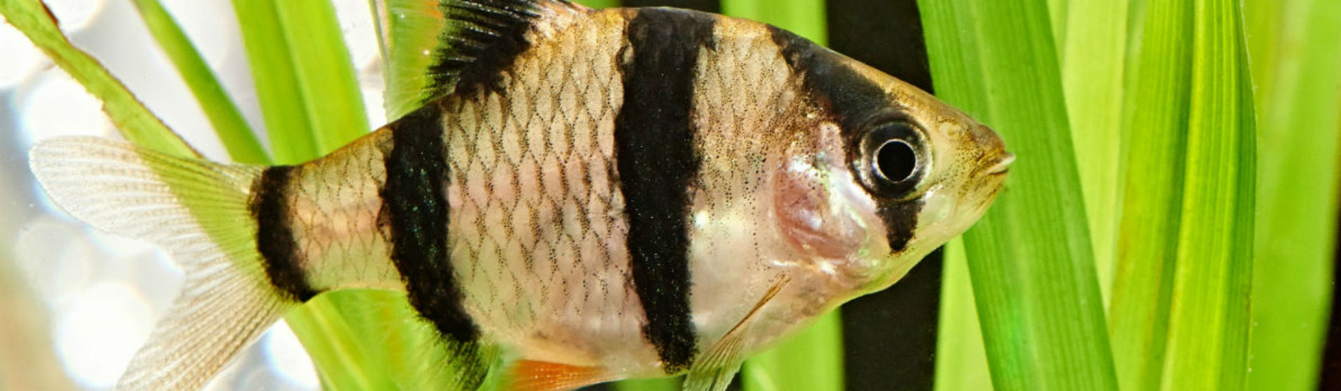 Hay peces que son incompatibles para convivir en un mismo acuario (Foto: iStock)