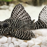 Pez Plecostomus (Foto: iStock)