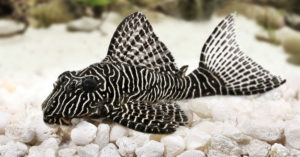 Pez Plecostomus (Foto: iStock)