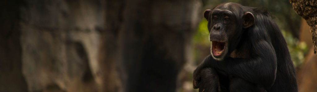 Muchos primates son rescatados de situaciones de riesgo (Foto: iStock)