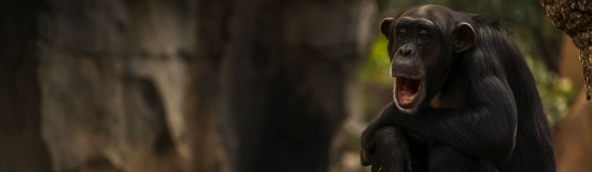 Muchos primates son rescatados de situaciones de riesgo (Foto: iStock)