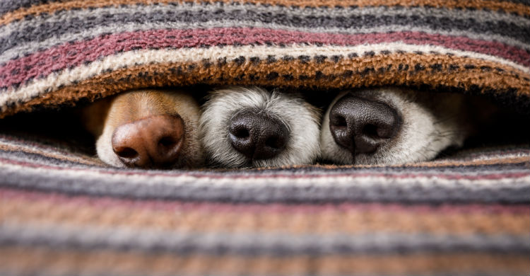 Debes conocer sus deficiencias mentales y sensoriales, para ayudarle en todo lo que necesite (Foto: iStock)